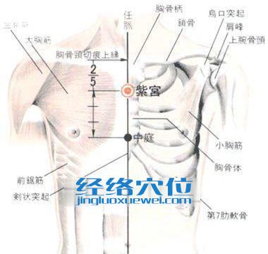 紫宮穴的位置解剖分析圖