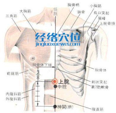 上脘穴的位置解剖分析圖
