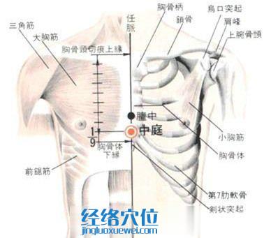 中庭穴的位置解剖分析圖