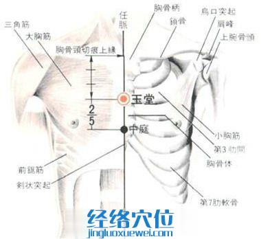 玉堂穴的位置解剖分析圖