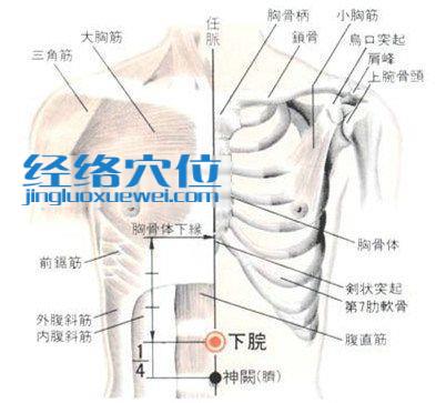 下脘穴的位置解剖分析圖