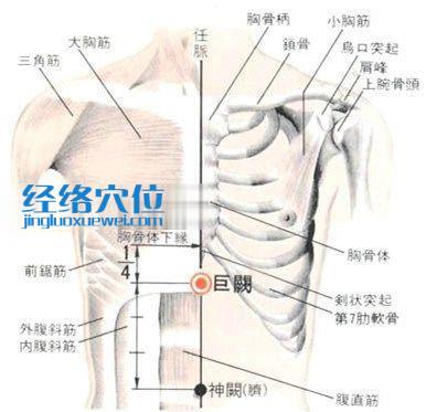 巨闕穴的位置解剖分析圖