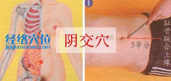陰交穴的準確位置圖