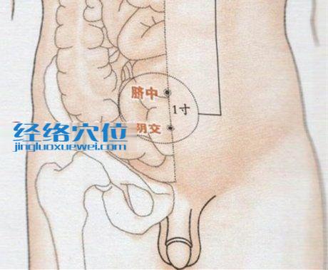 陰交穴的準確位置圖