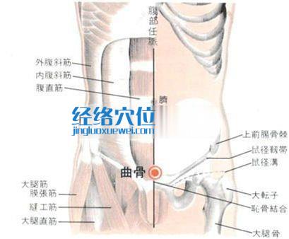 曲骨穴的位置解剖分析圖