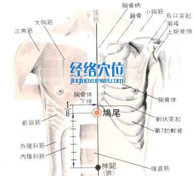 鳩尾穴的位置解剖分析圖