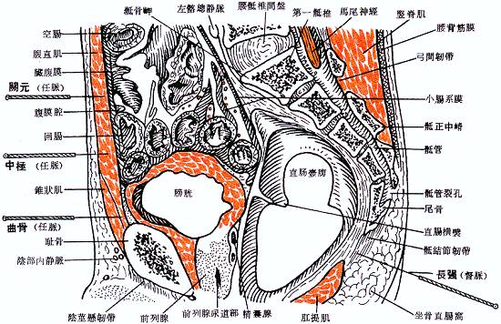 中極穴位解剖圖