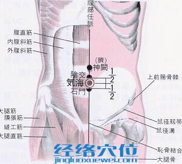 氣海穴的位置解剖分析圖