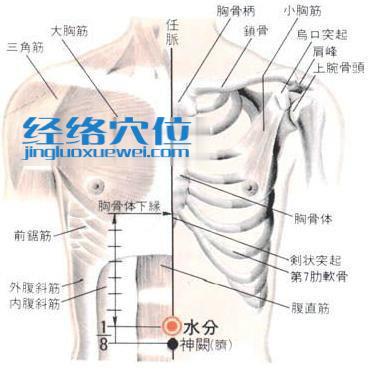 水分穴的位置解剖分析圖