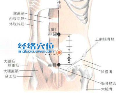 關元穴的位置解剖分析圖
