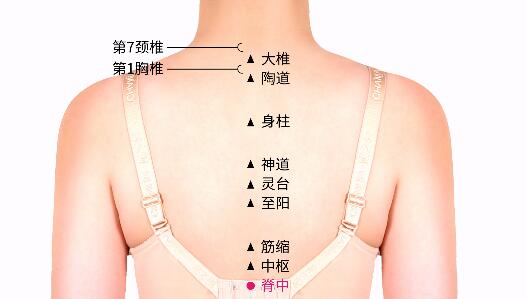 脊中的準確位置圖及功效視頻位位置圖