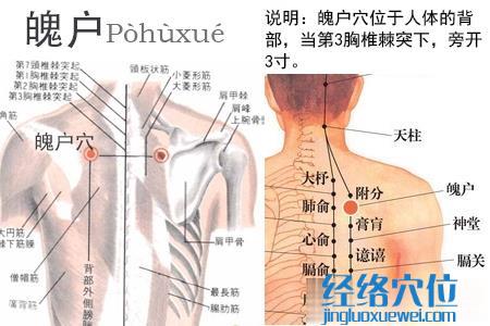 魄戶穴