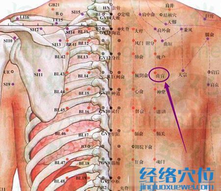 膏肓穴的位置圖及解剖結構