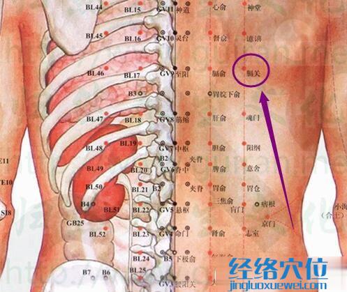 膈關(guān)穴的解剖圖