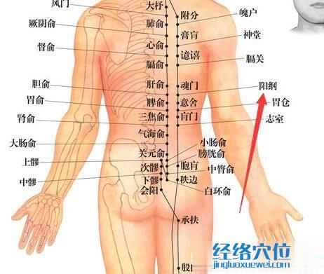 陽綱穴