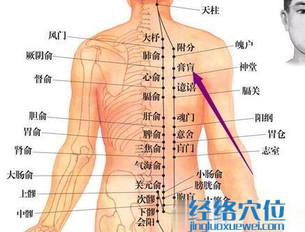 膏肓穴的準確位置圖