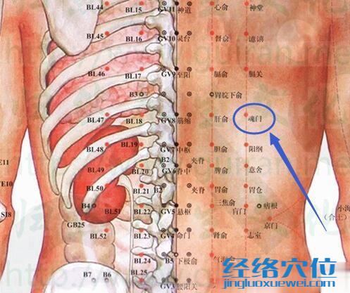 魂門穴的解剖圖