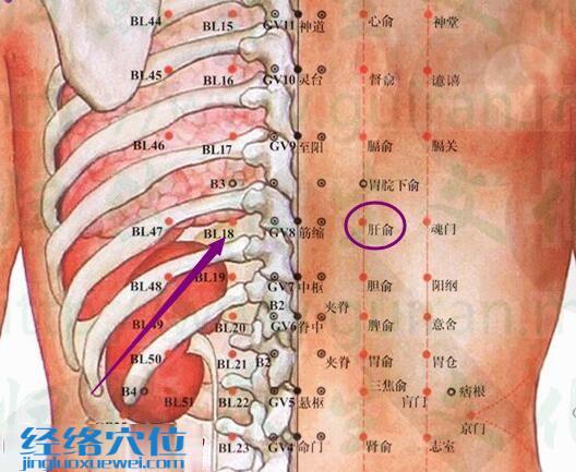 肝俞穴解剖分析圖