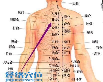 肺俞穴的準(zhǔn)確位置圖
