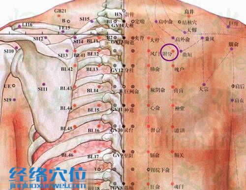 附分穴的位置解剖圖