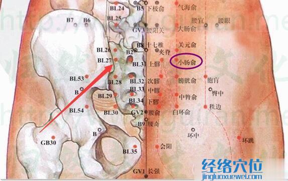 小腸俞穴的準確位置圖