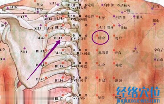 肺俞穴的解剖分析圖