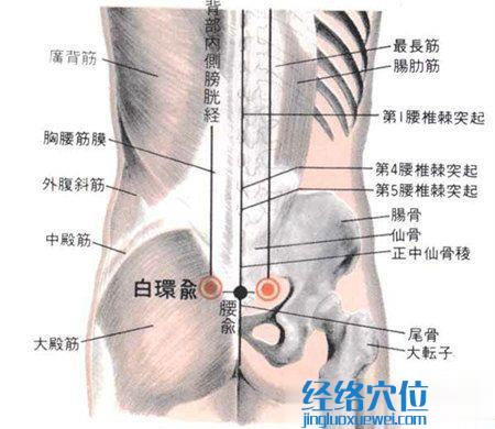 白環(huán)俞穴的位置及解剖圖