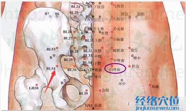 白環(huán)俞穴的準確位置圖