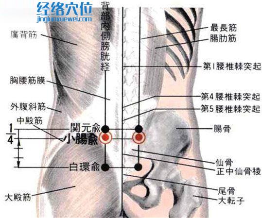 小腸俞穴的位置圖及解剖分析圖