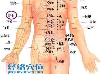 膽俞穴的位置