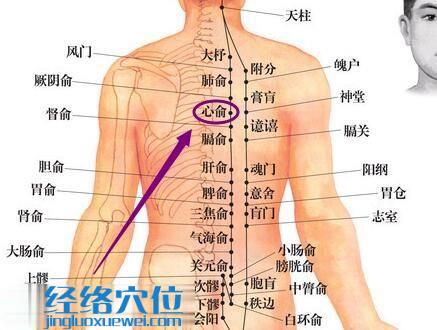 心俞穴位位置圖