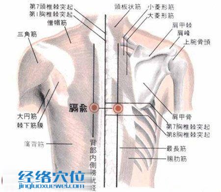 膈俞穴的解剖分析圖