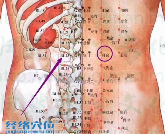 腎俞穴的位置及解剖分析圖（高清）
