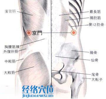 京門穴的位置解剖分析圖