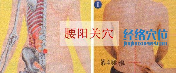 腰陽關穴位位置圖