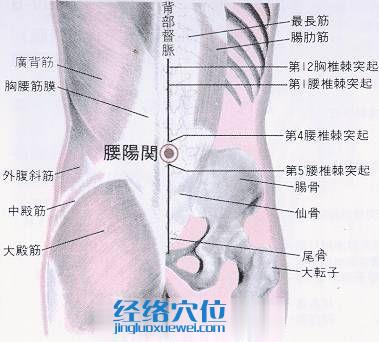腰陽關穴的位置解剖分析圖
