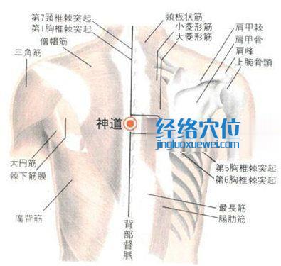 神道穴的位置解剖分析圖