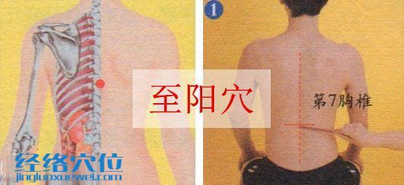 至陽穴的位置圖