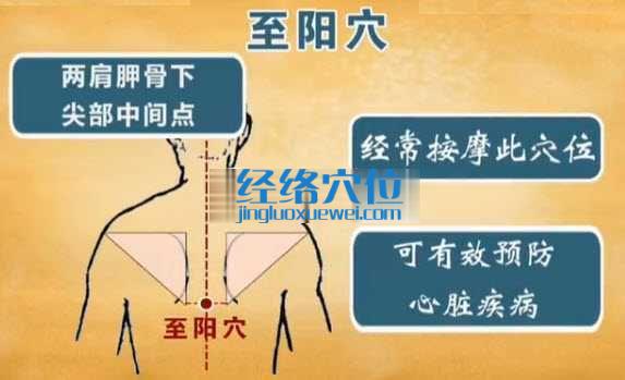 至陽穴的位置及功效說明