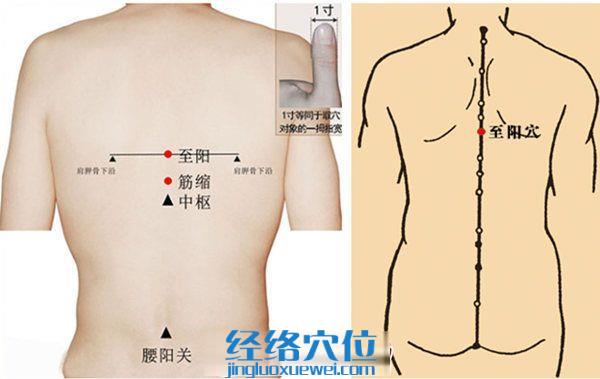 至陽穴的準確位置圖