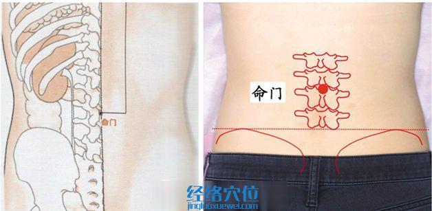 命門穴的準確位置圖