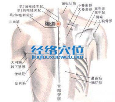 陶道穴的位置解剖分析圖