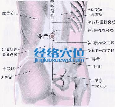 命門穴的位置解剖分析圖