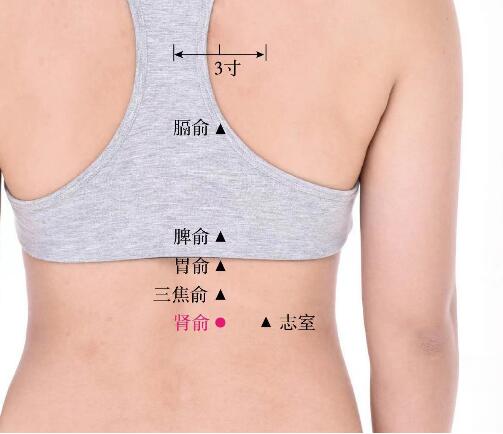 腎俞的準確位置圖及功效視頻位位置圖