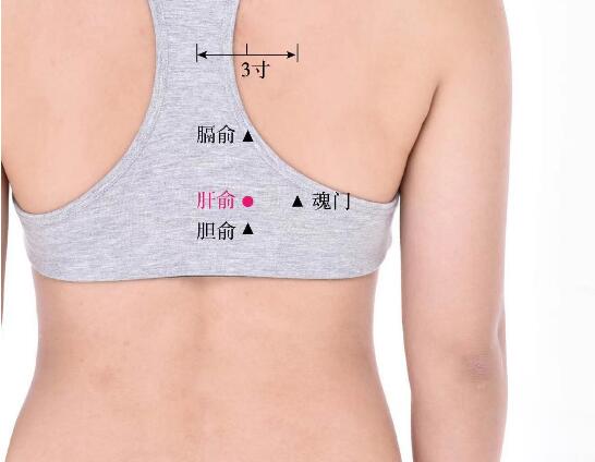 肝俞的準(zhǔn)確位置圖及功效視頻位位置圖