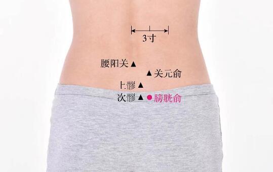 膀胱俞的準確位置圖及功效視頻位位置圖