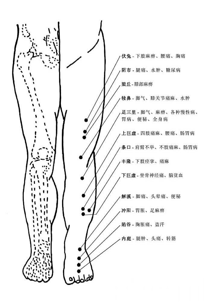人體腿部穴位圖及作用功效