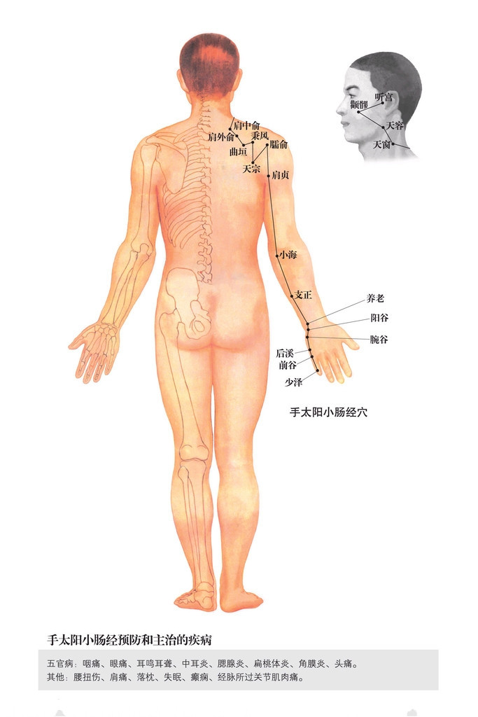 手太陽小腸經(jīng)穴位圖