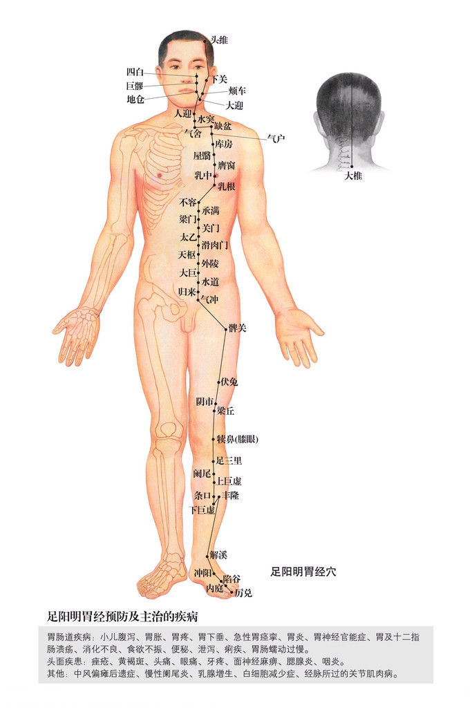 足陽(yáng)明胃經(jīng)穴位圖