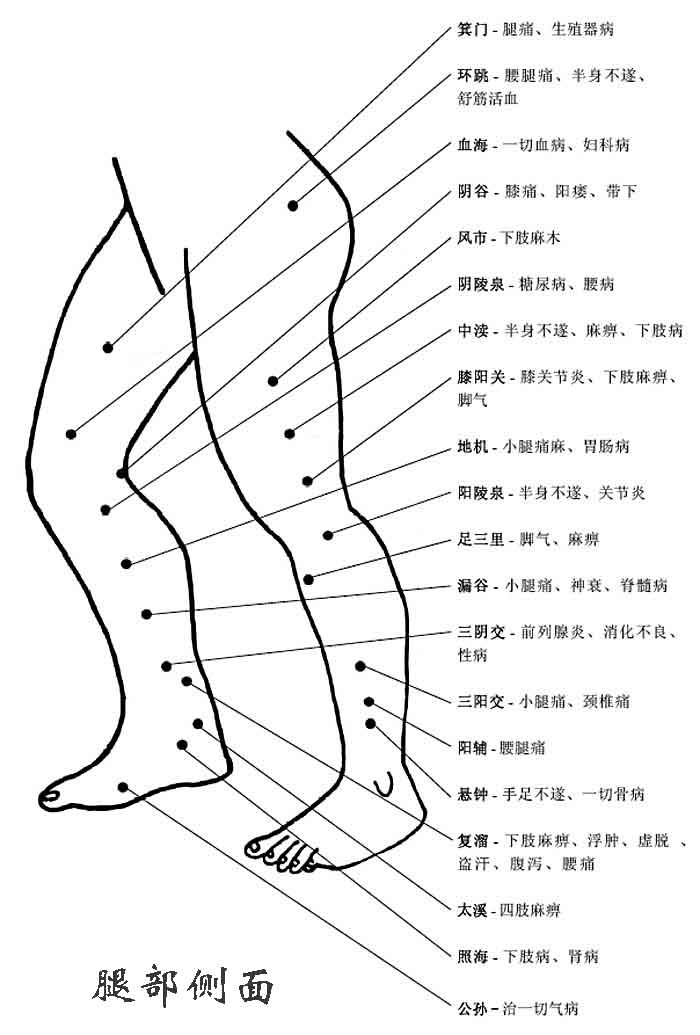 人體腿部側面穴位圖及作用功效